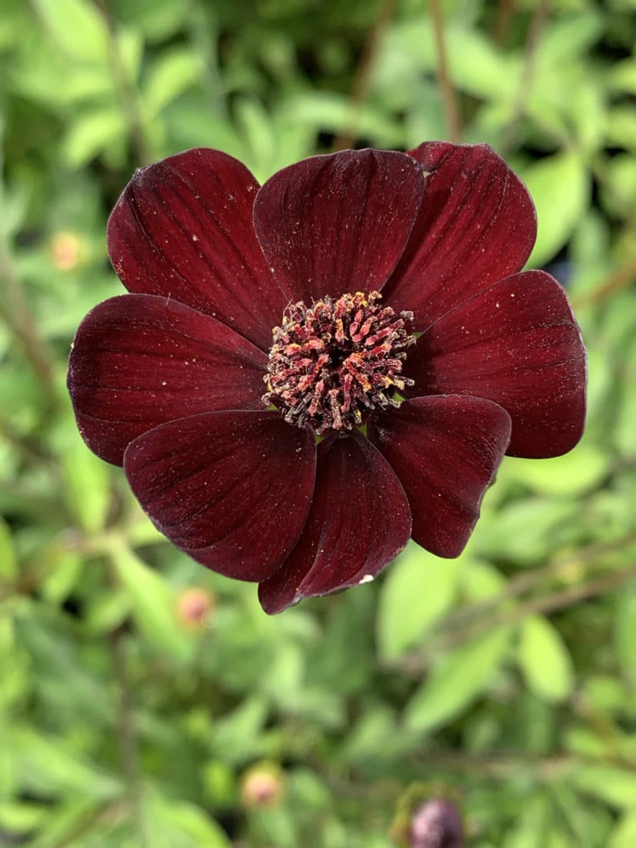 Cosmos Atrosanguineus Black Magic
