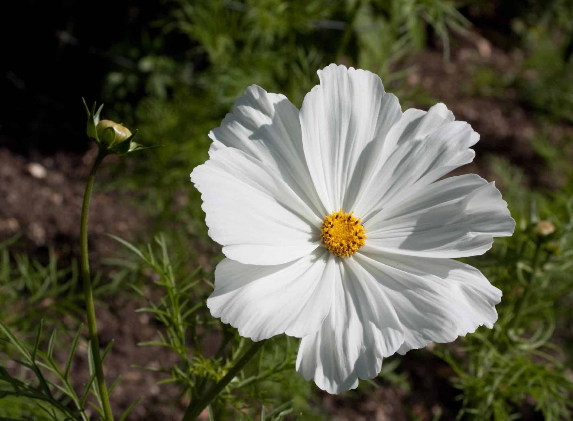 Cosmos Bipinanatus “sonnata White”