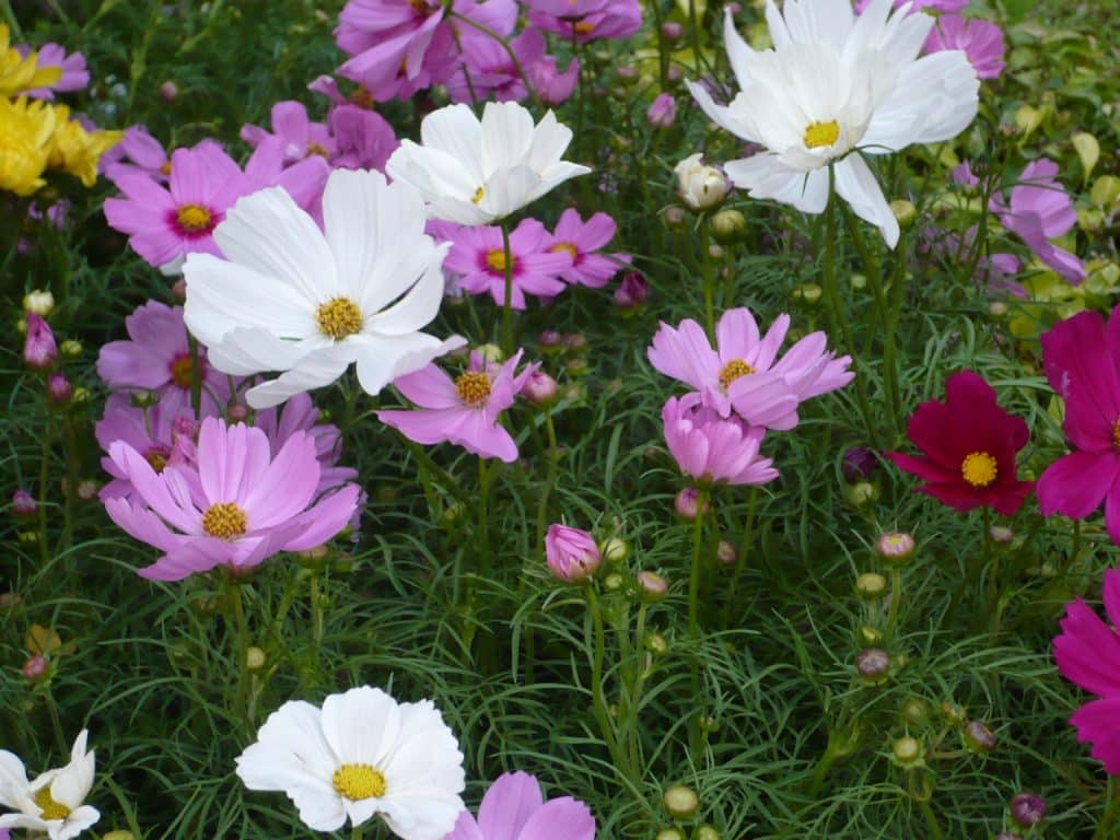 Discover the Wonder of Cosmos Flower Season in India