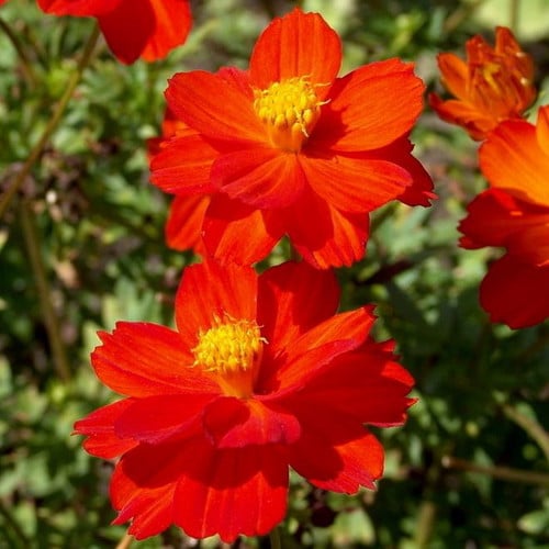 Cosmos Cosmic Red