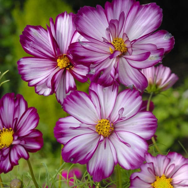 Cosmos Fizzy Pink