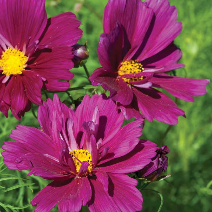 Cosmos Fizzy Purple