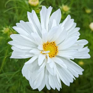 Cosmos Fizzy White