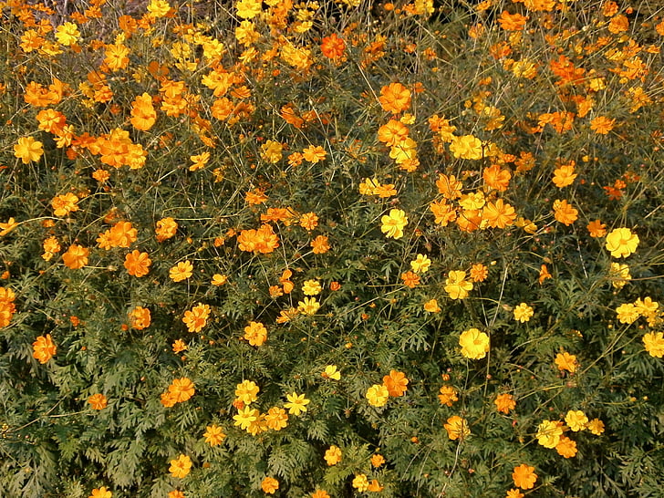 Cosmos Flowers full bloom