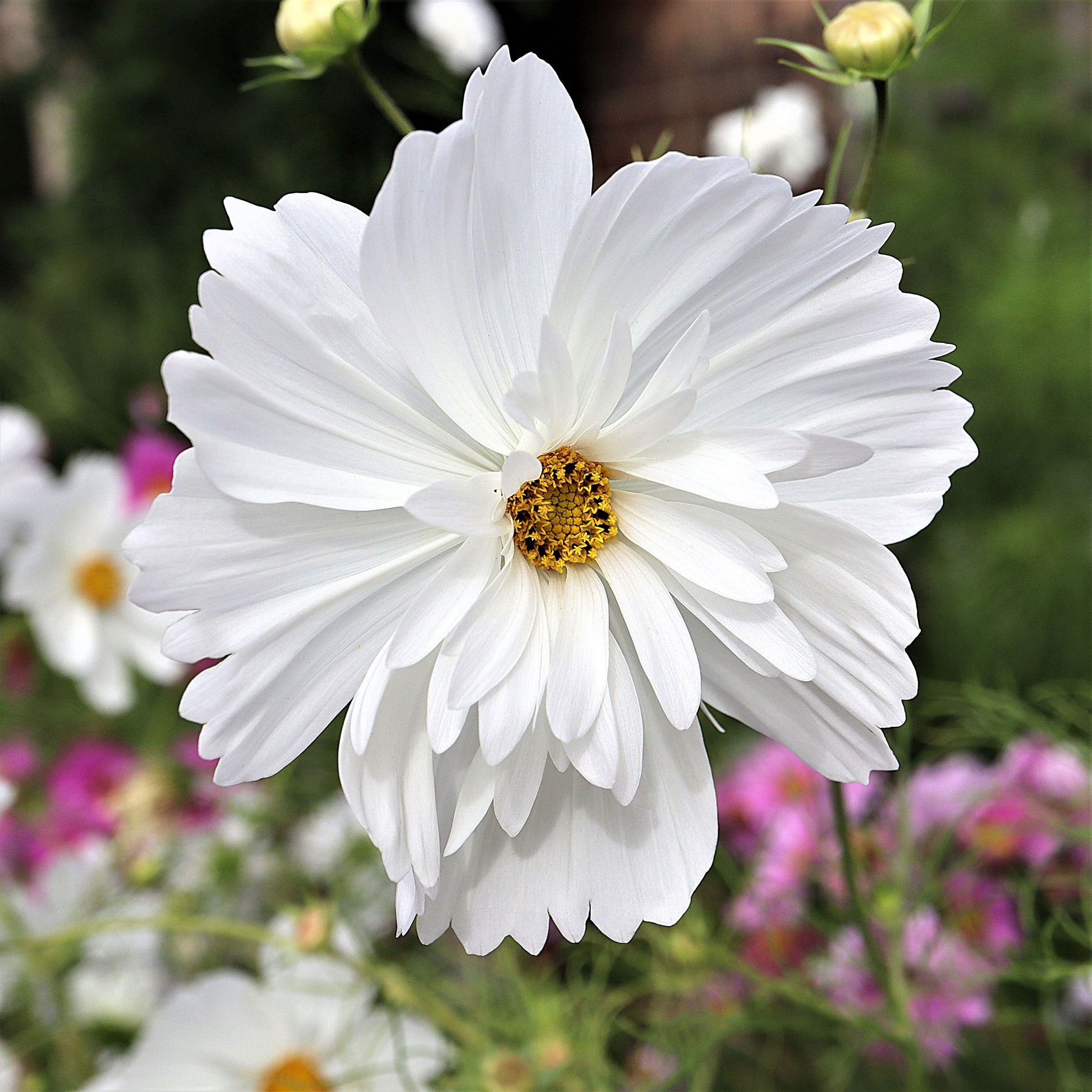 Cosmos Psyche White