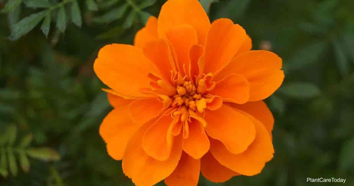 Cosmos Suplhureus