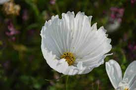 Cupcake White Cosmos FLower