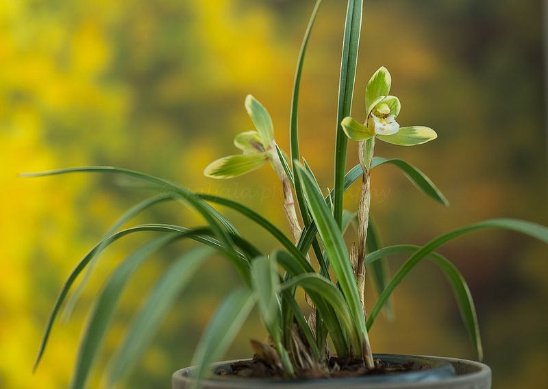 Cymbidium goeringii Tian Cao