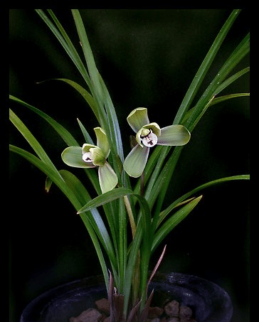 Cymbidium goeringii orchid