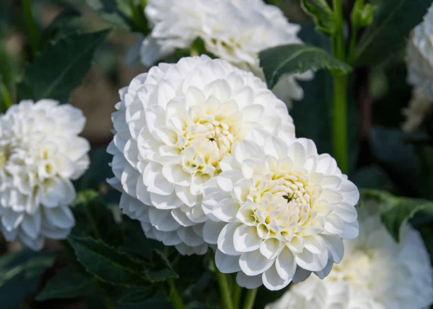 Dahlia White Aster Dahlia White Aster