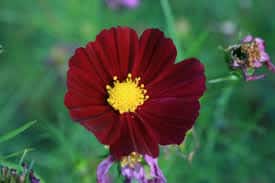 Dark Red Cosmos