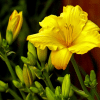 Daylilies Yellow