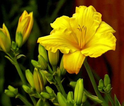 Daylilies Yellow