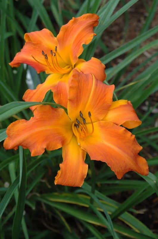Daylily (Scientific name Hemerocallis)