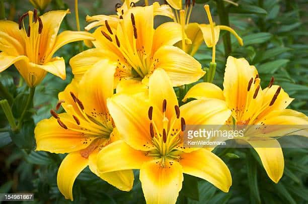 Daylily Yellow Plant