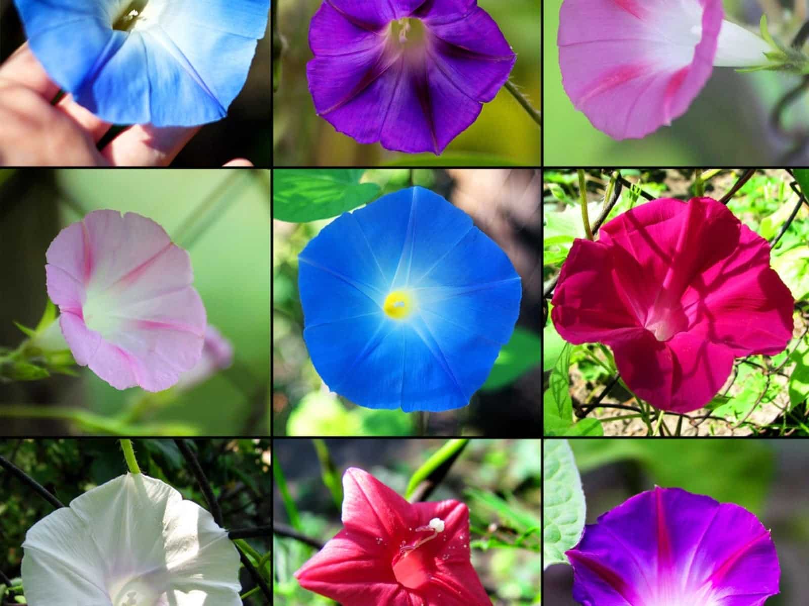 Different varieties of morning glory flowers