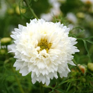 Double Dutch Cosmos Flower