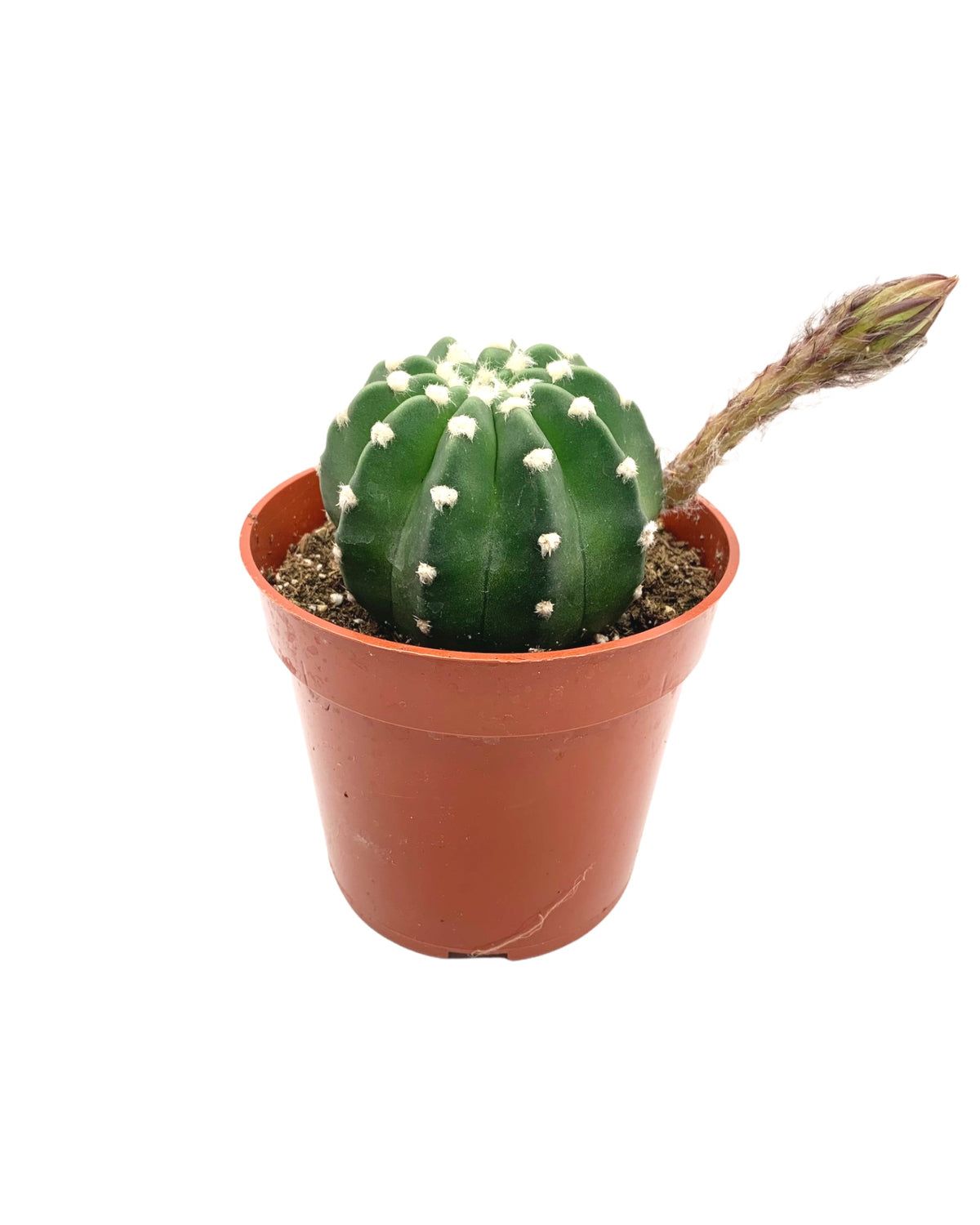 Echinopsis Subdenudata Domino