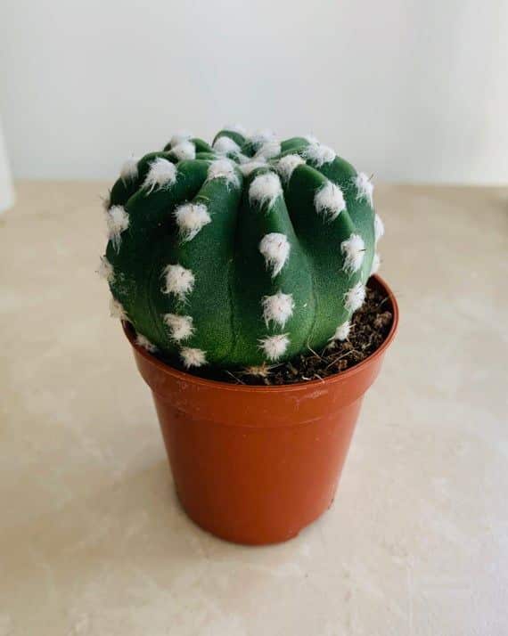 Echinopsis Subdenudata