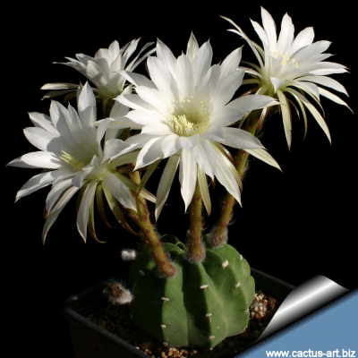 Echinopsis subdenudata