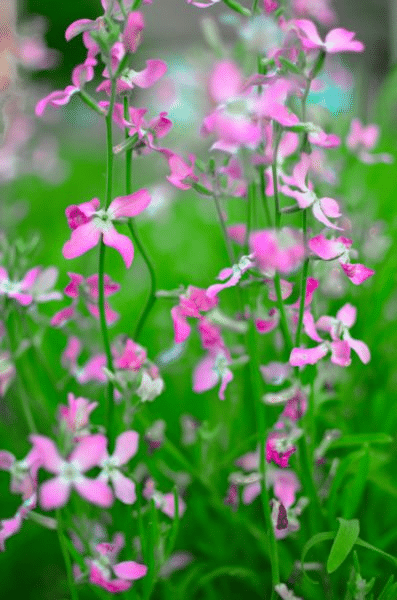 Evening Scented Flowers