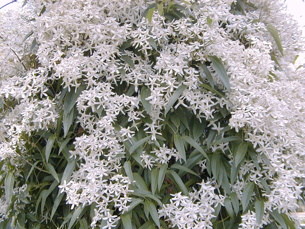 Evergreen Clematis Varieties