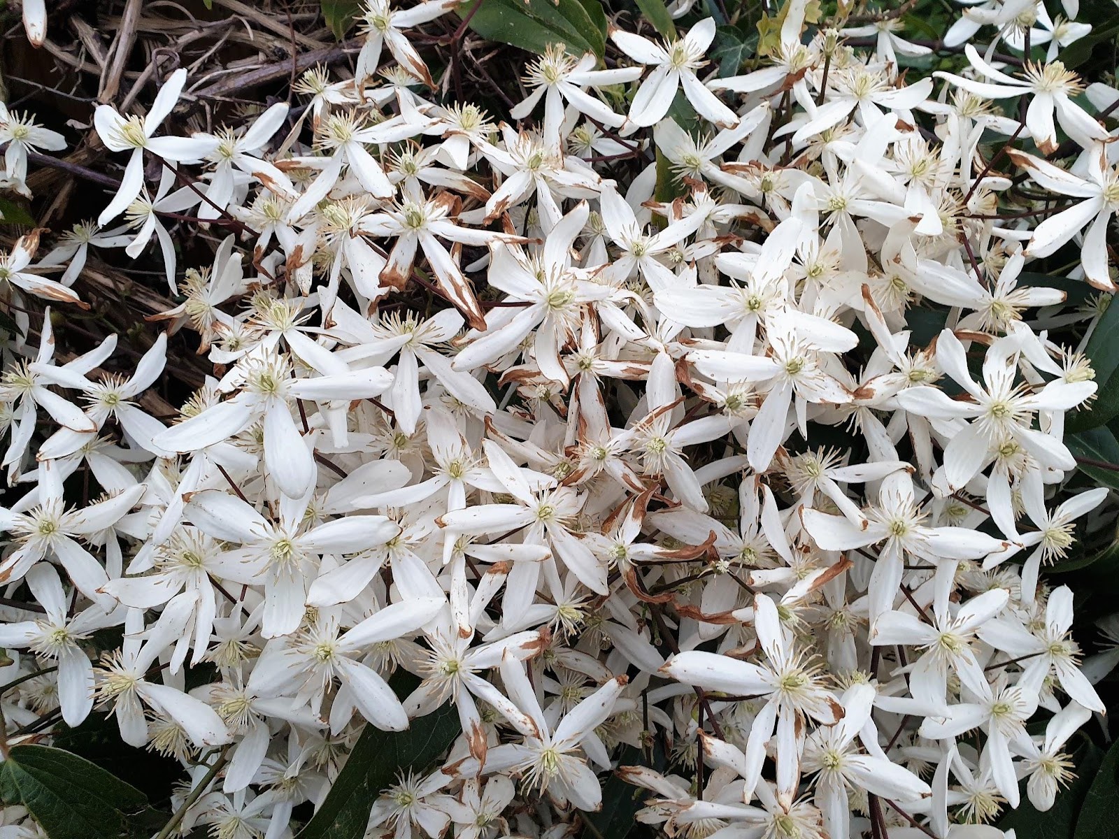 Evergreen Clematis