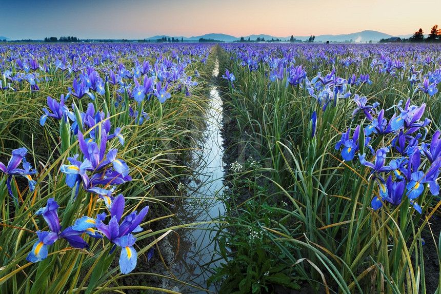 Field of blue Iris flowers