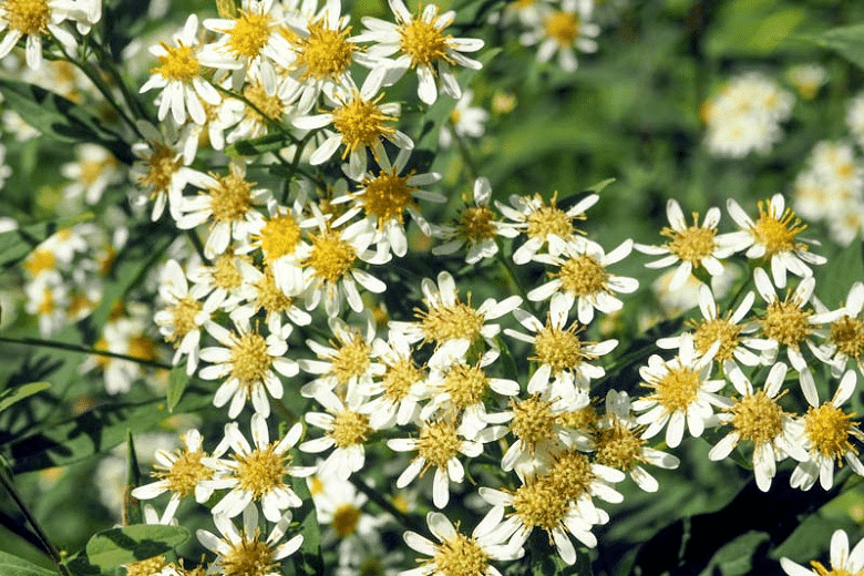 Flat-Topped White Aster Flat-Topped White Aster