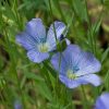 Flaxseed Flower