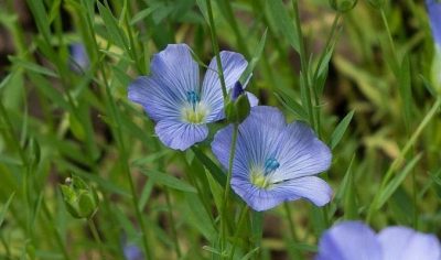 Flaxseed Flower