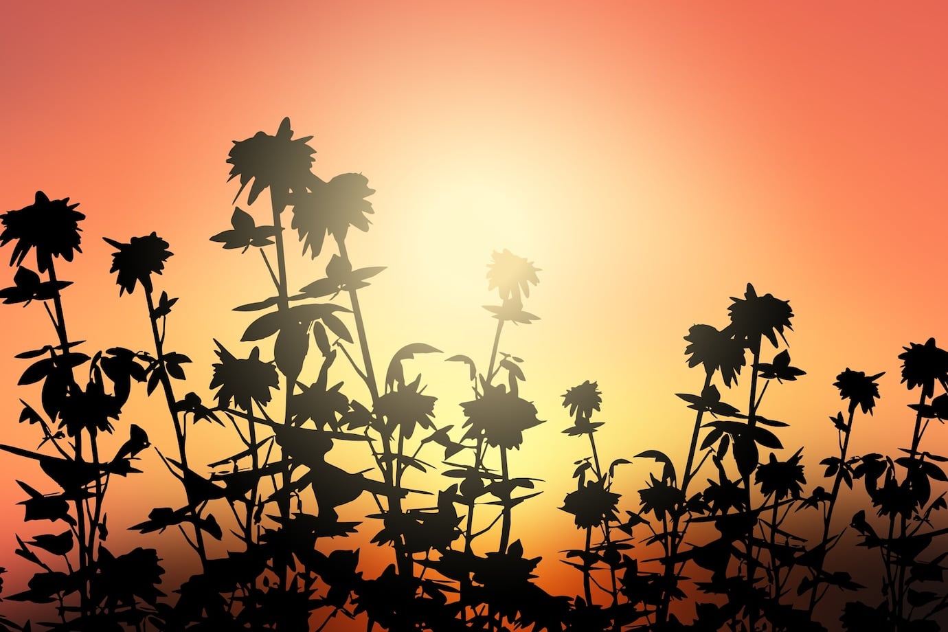 Flower silhouettes