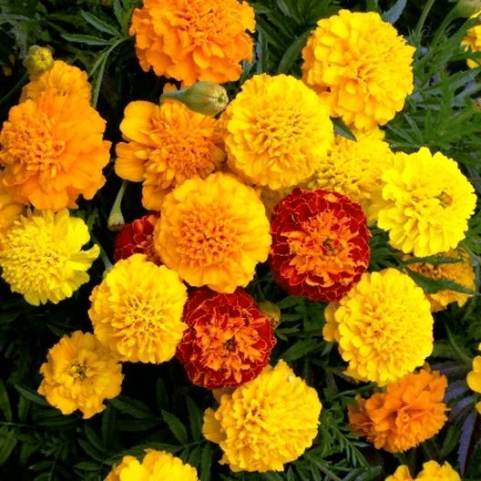French Marigold