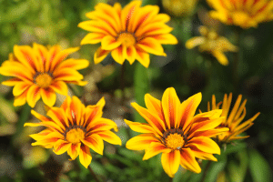 Gazania Gazania