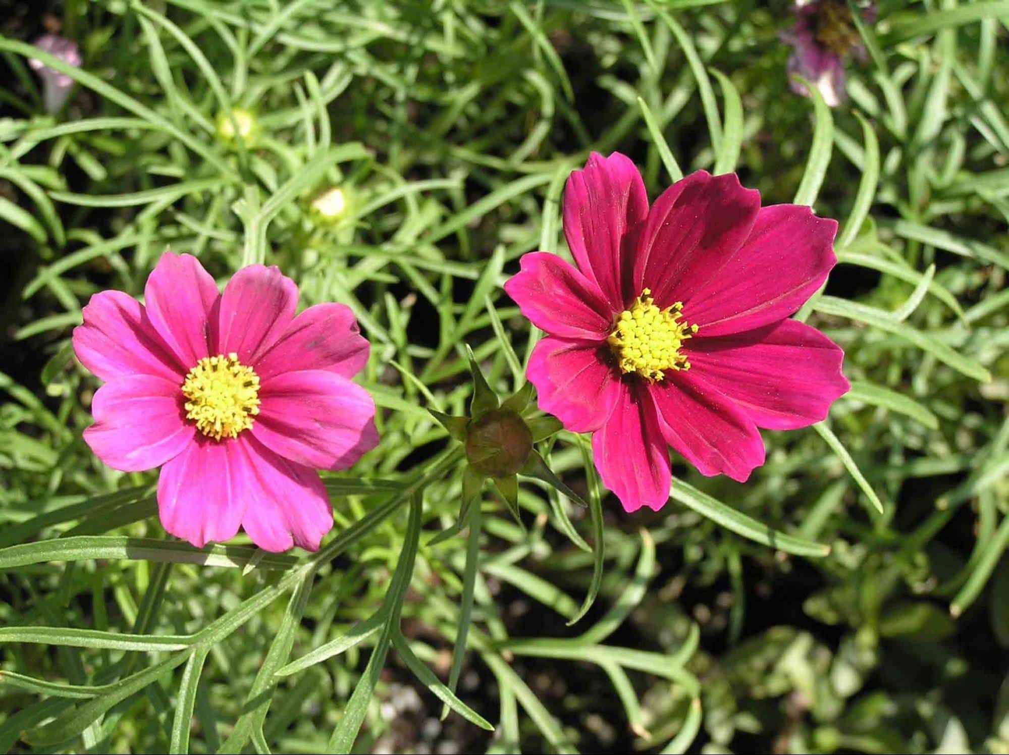 Gazebo Red Cosmos