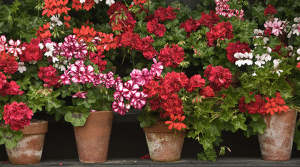 Geranium Geranium