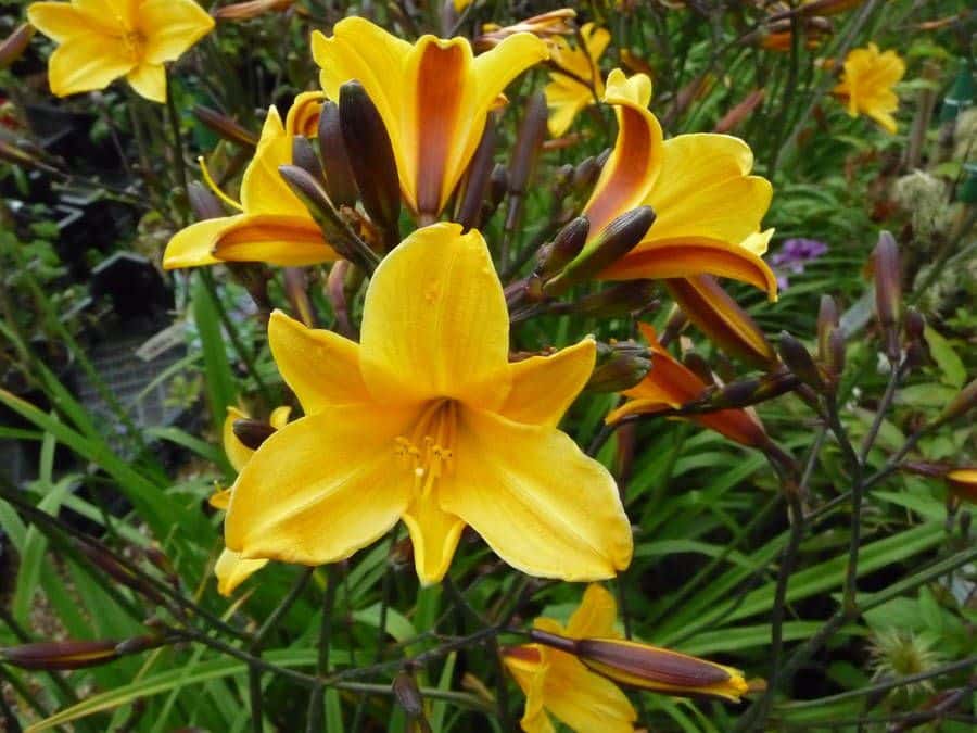 'Golden Chimes'