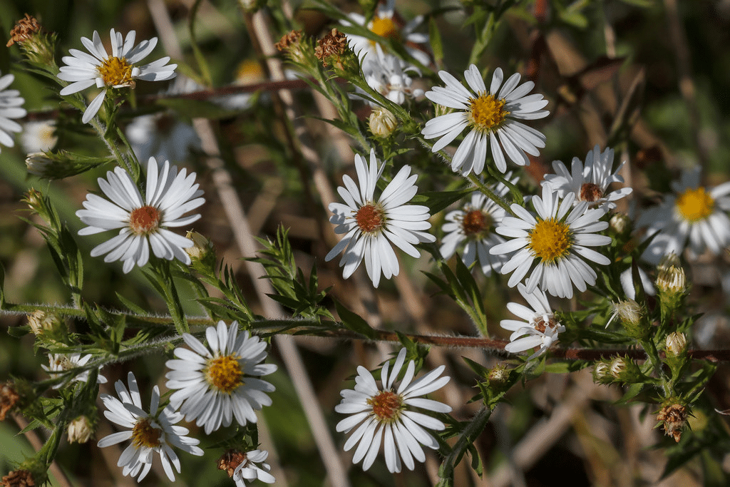 Hair White Oldfield Aster Plant Hair White Oldfield Aster Plant