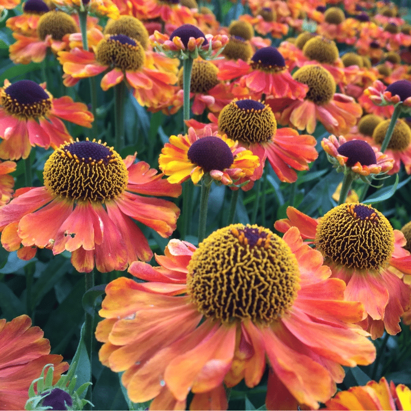 Helenium orange perennial
