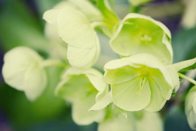 Helleborus argutifolius (Corsican hellebore)