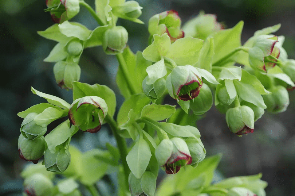 Helleborus foetidus (stinking hellebore)