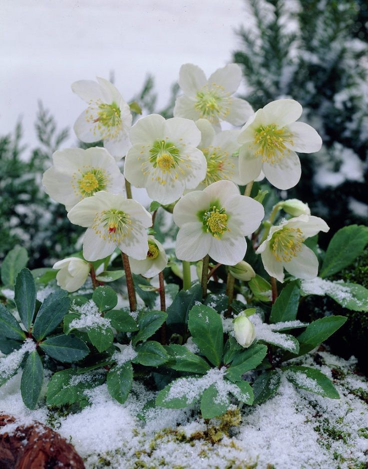 Helleborus niger (Christmas rose)