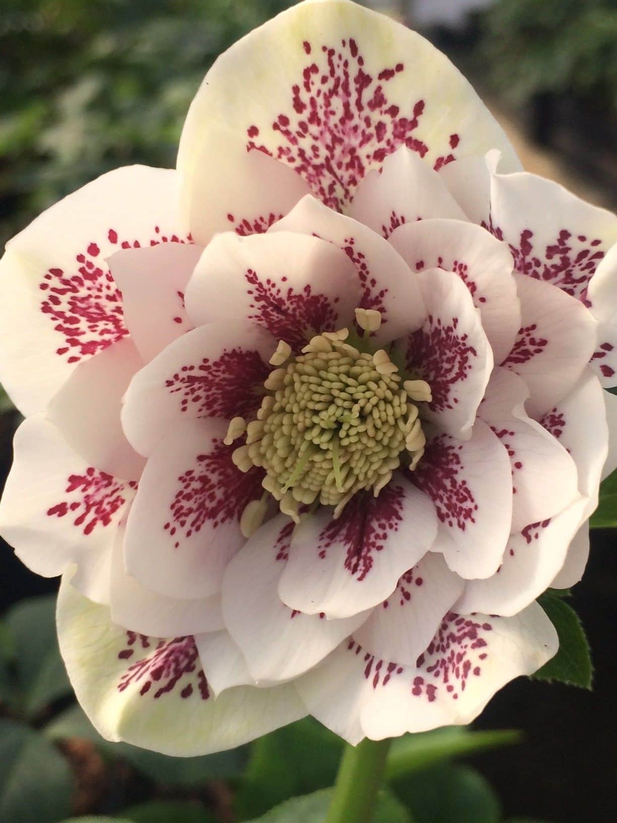 Helleborus orientalis (Lenten rose)