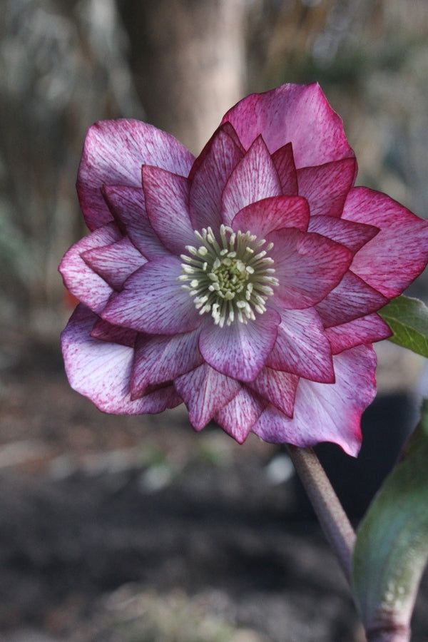 Helleborus x hybridus (hybrid hellebore)
