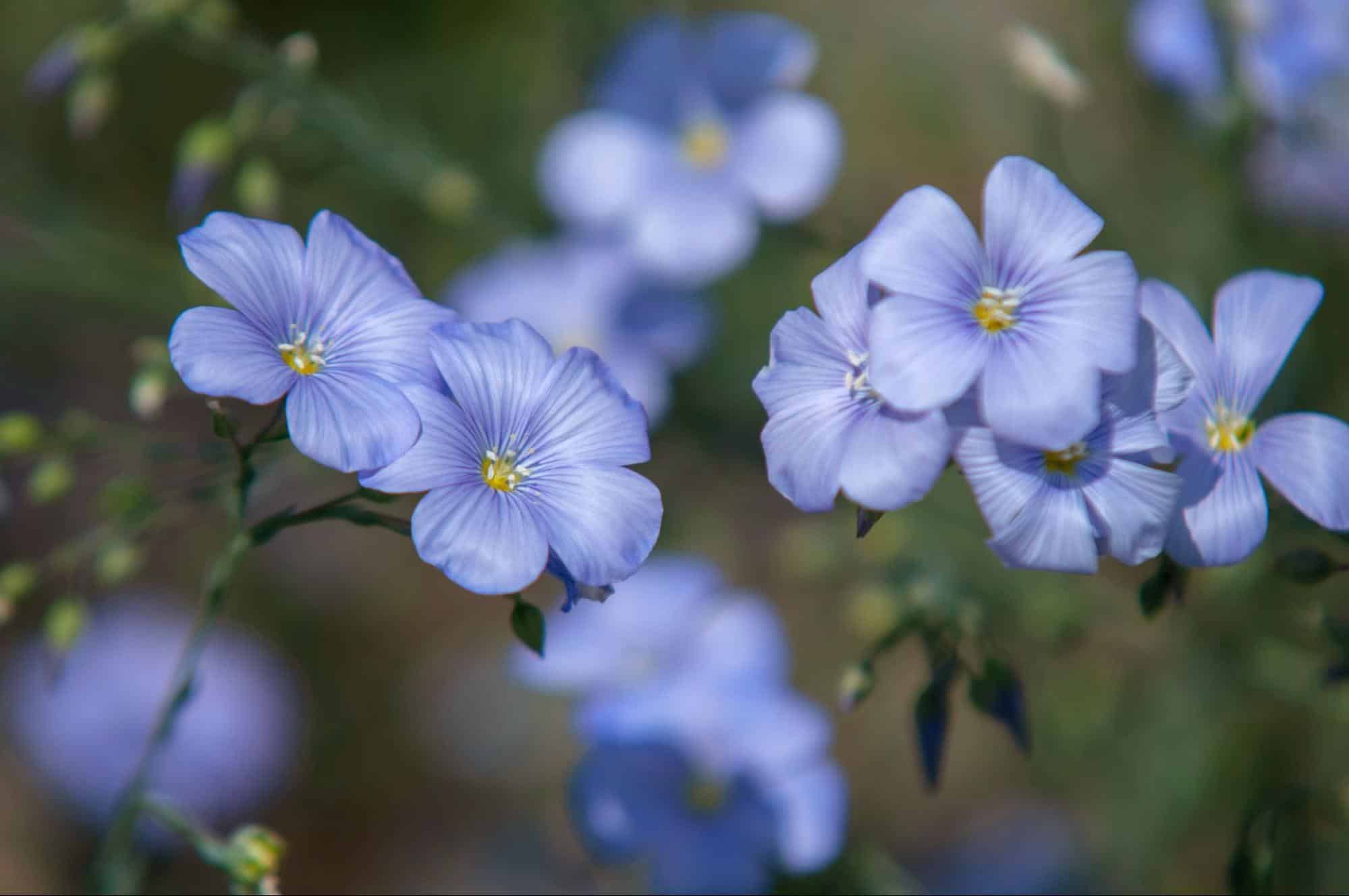 How to Grow and Care for Flax Plants