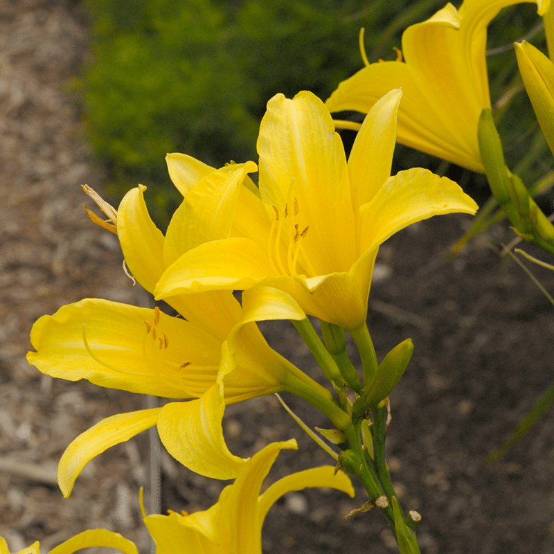 'Hyperion'