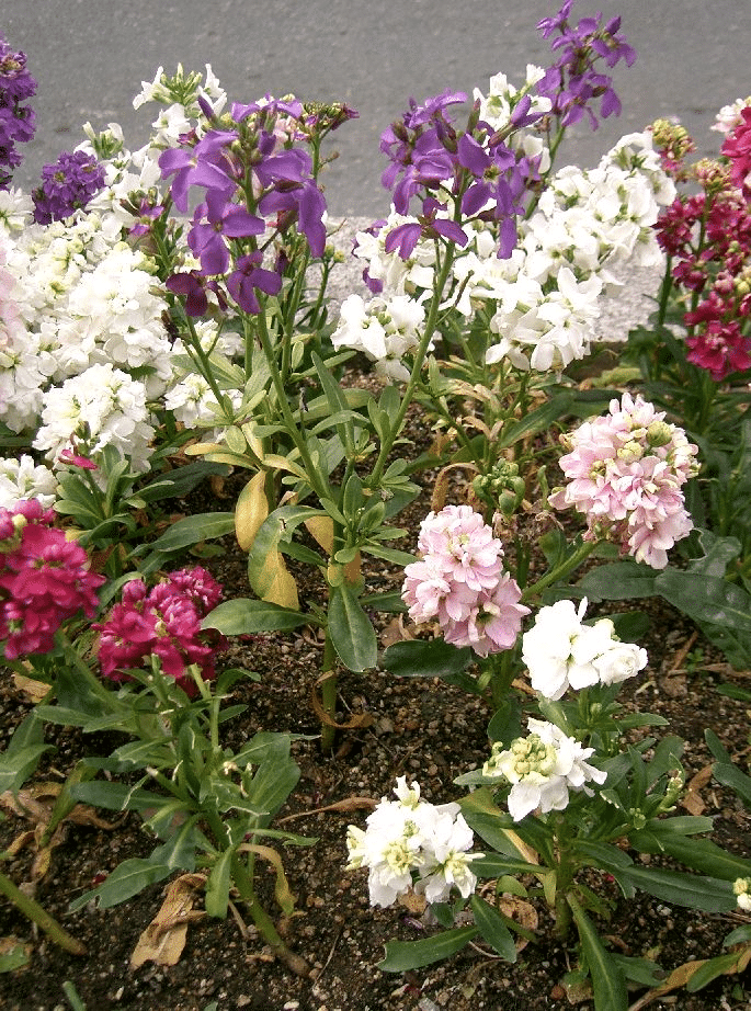  Incana Flowers