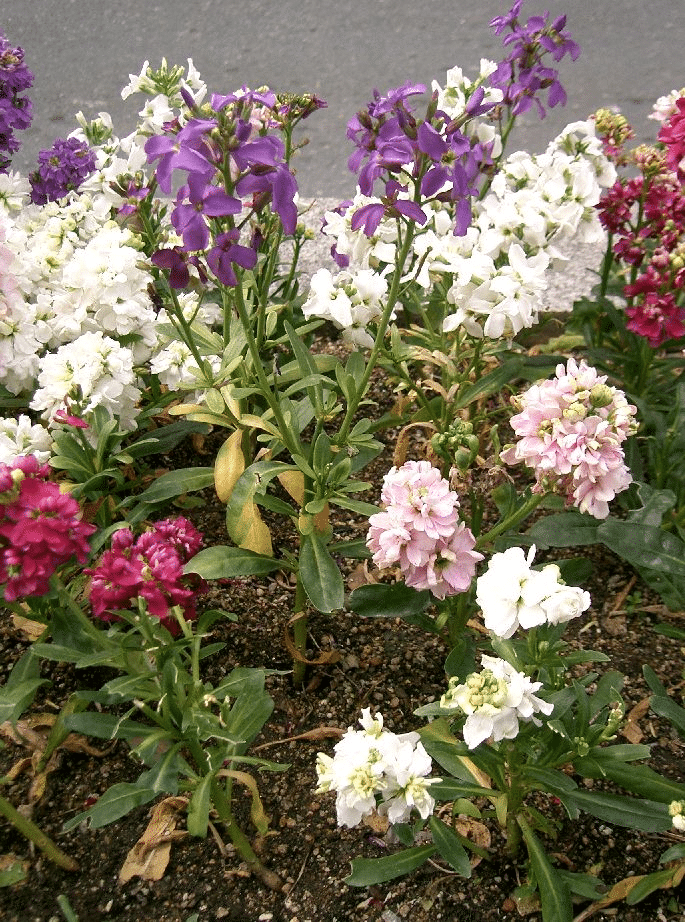 Incana Flowers
