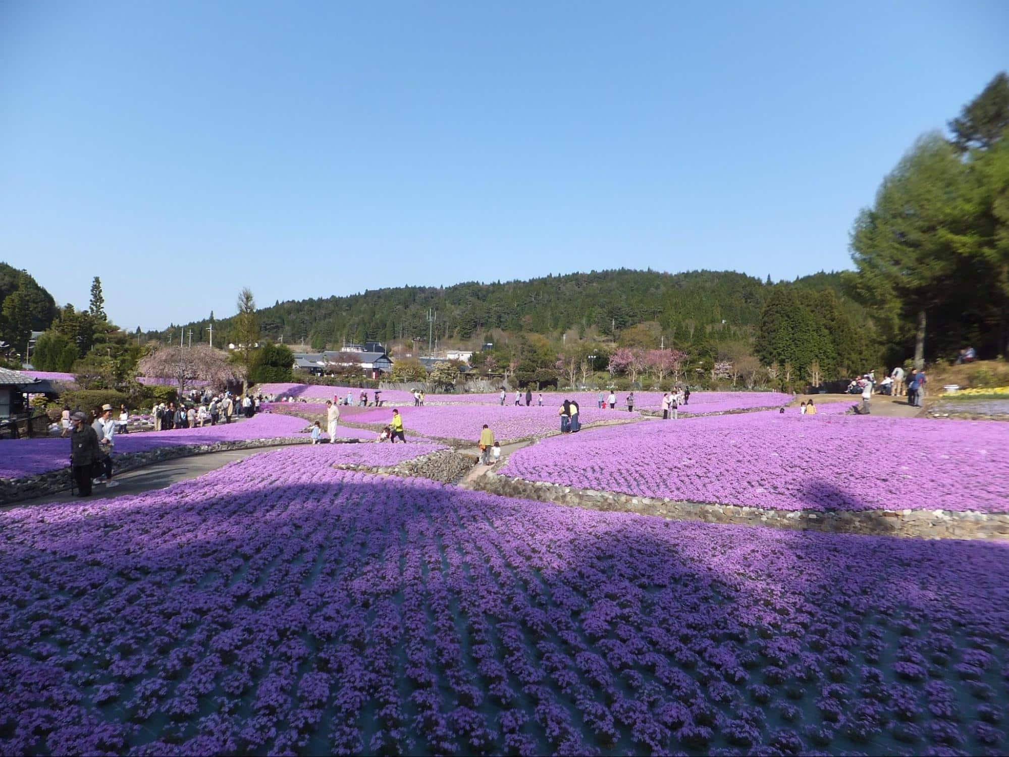 Iris flower field