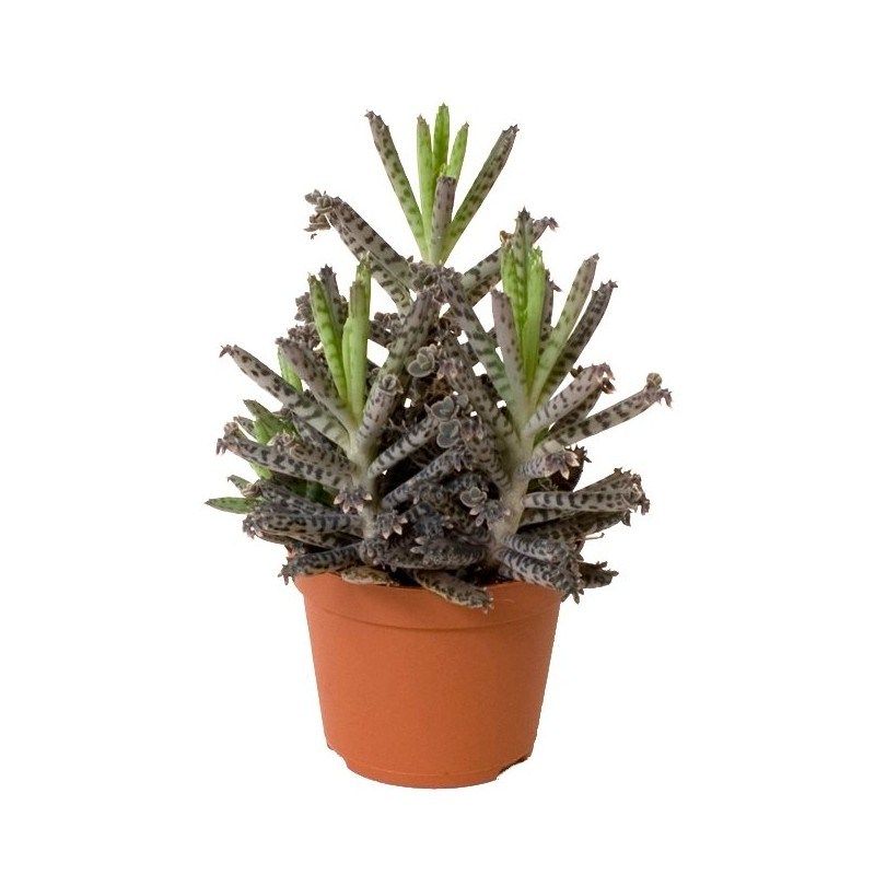 Kalanchoe tubiflora - Mother of Millions